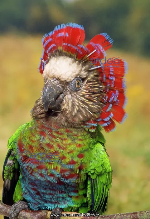 : Hawk Headed Parrot : Hawk Headed Parrot