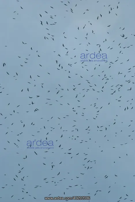 : Hawk migration : Hawk migration
