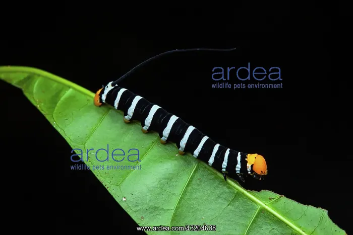  : Hawk moth (Isognathus swainsonii) caterpillar on