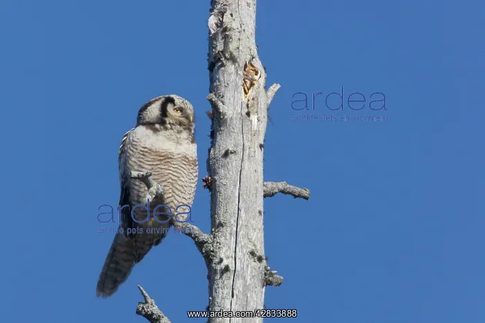 : Hawk Owl (Surnia ulula). Northern Finland