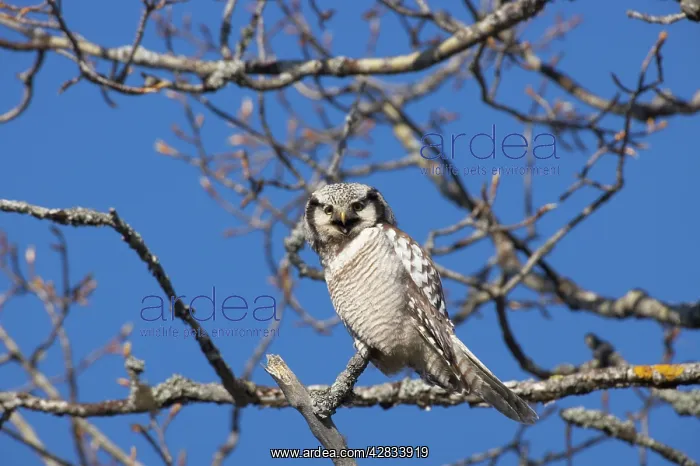  : Hawk Owl (Surnia ulula). Northern Finland