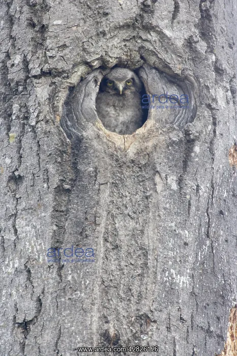 : Hawk Owl - Chick looking out of nest hole : Hawk Owl - Chick looking out of nest hole