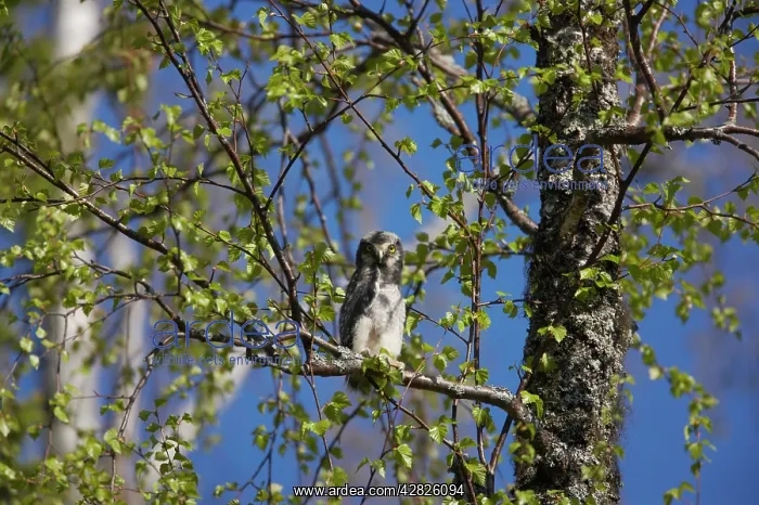 : Hawk Owl - Chick that has recently left the nest : Hawk Owl - Chick that has recently left the nest