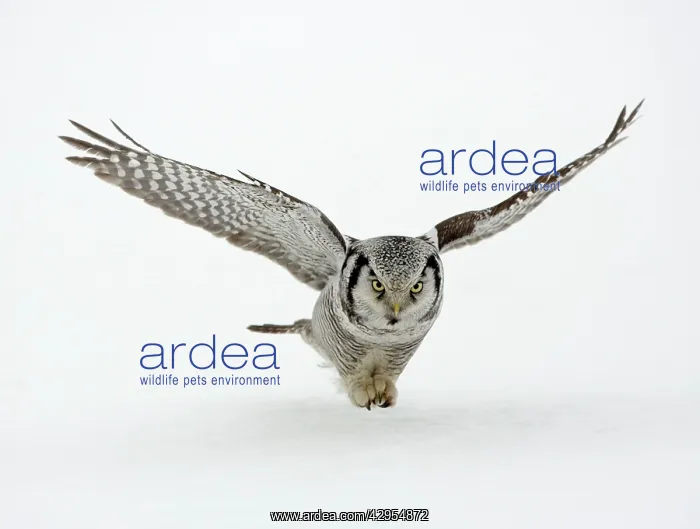 : Hawk Owl - in flight over snow : Hawk Owl - in flight over snow