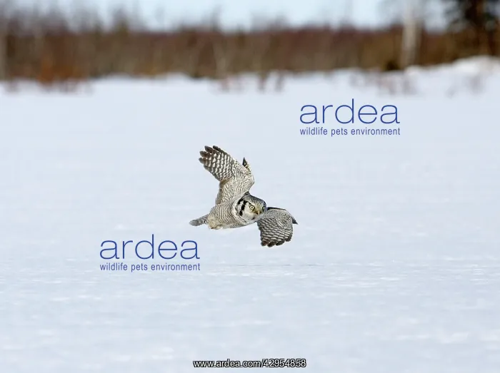 : Hawk Owl - flying low over snow covered ground : Hawk Owl - flying low over snow covered ground