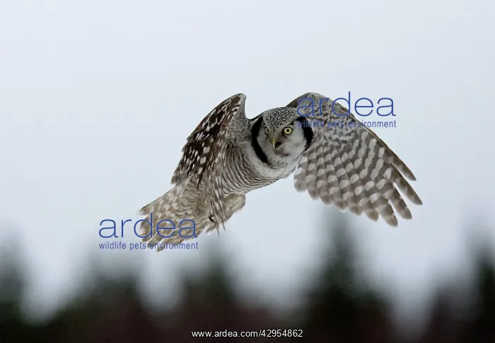 : Hawk Owl - hovering with forest in background : Hawk Owl - hovering with forest in background