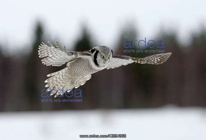 : Hawk Owl - hovering above snow with forest background : Hawk Owl - hovering above snow with forest background