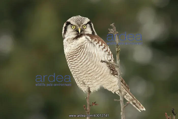 : Hawk Owl perched on branch : Hawk Owl perched on branch