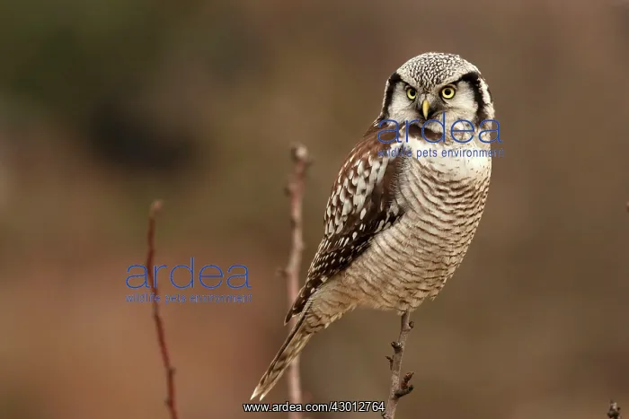 : Hawk Owl perched on branch : Hawk Owl perched on branch