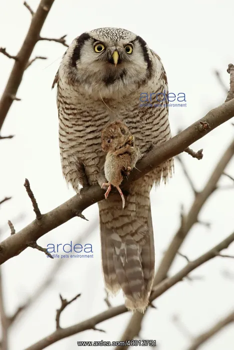 : Hawk Owl perched on a branch with Mouse prey : Hawk Owl perched on a branch with Mouse prey
