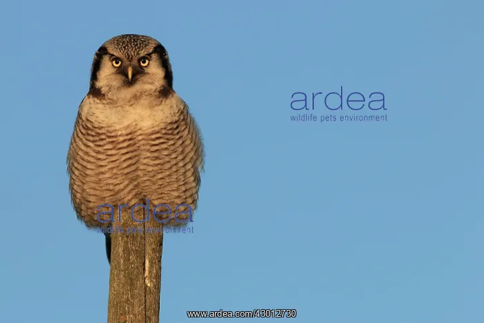 : Hawk Owl perched on wooden pole : Hawk Owl perched on wooden pole