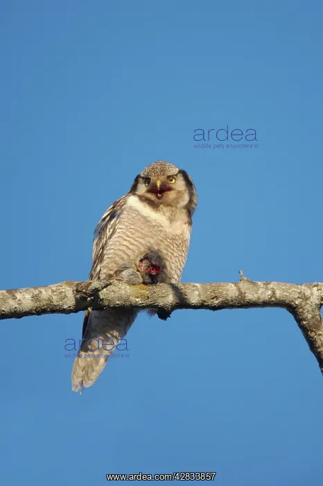  : Hawk Owl - With Prey