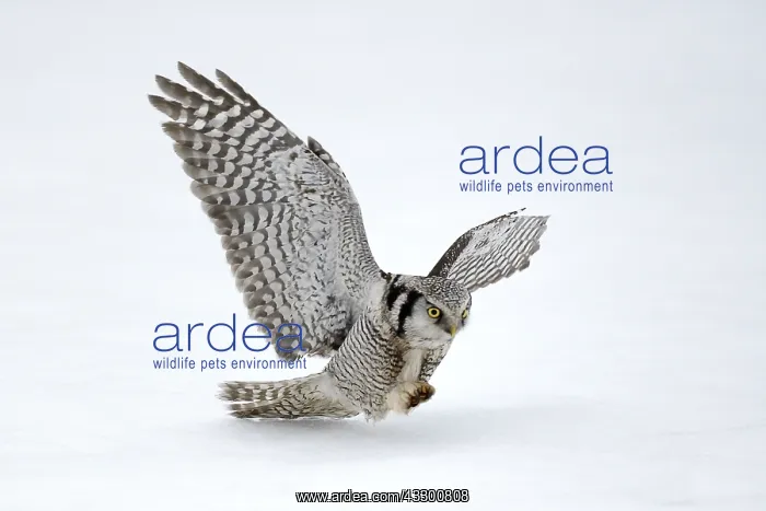 : Hawk Owl (Surnia ulula) in flight during hunt : Hawk Owl (Surnia ulula) in flight during hunt