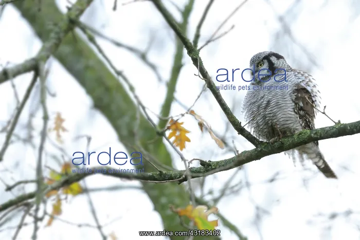 : Oak. Hawk Owl (Surnia ulula) perched on a branch of an unidentified Oak tree (Quercus sp) : Oak. Hawk Owl (Surnia ulula) perched on a branch of an unidentified Oak tree (Quercus sp)