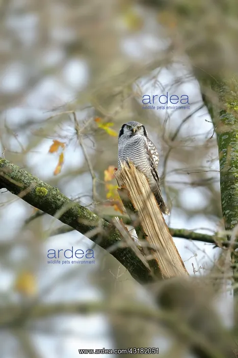 : Oak. Hawk Owl (Surnia ulula) perched on a broken branch of an Oak tree : Oak. Hawk Owl (Surnia ulula) perched on a broken branch of an Oak tree