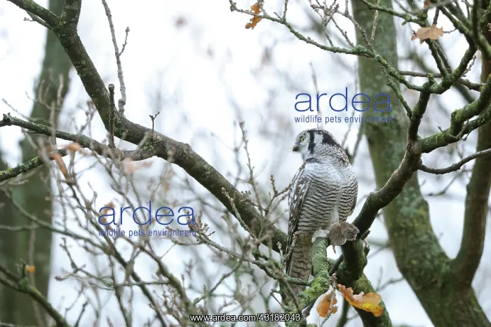 : Mouse. Hawk Owl (Surnia ulula) perched in unidentified Oak tree : Mouse. Hawk Owl (Surnia ulula) perched in unidentified Oak tree