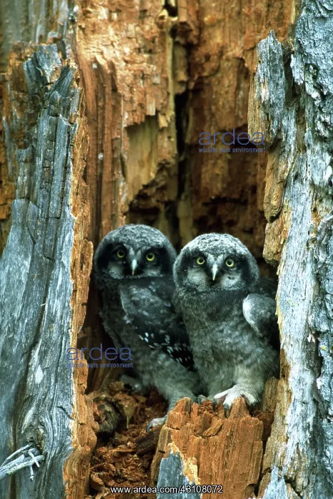 : Hawk owlets taking a look : Hawk owlets taking a look