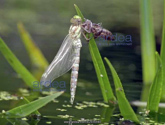 : Hawker Dragonfly emerging from its nymphal case : Hawker Dragonfly emerging from its nymphal case