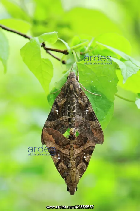 : Hawkmoth - mating : Hawkmoth - mating