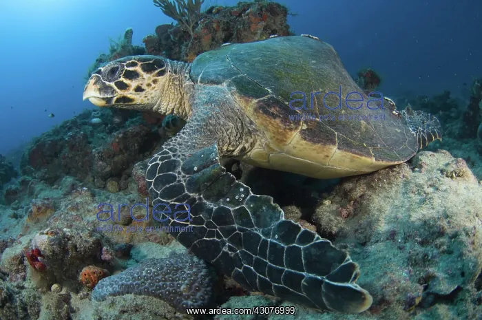 : Hawksbill Sea Turtle : Hawksbill Sea Turtle