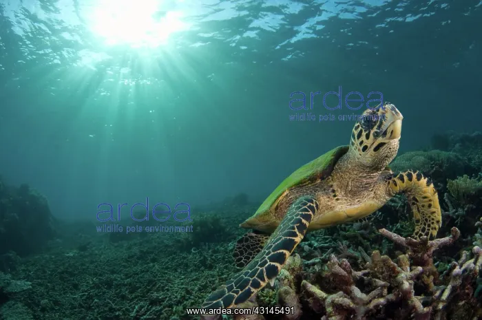 : Hawksbill Sea Turtle : Hawksbill Sea Turtle