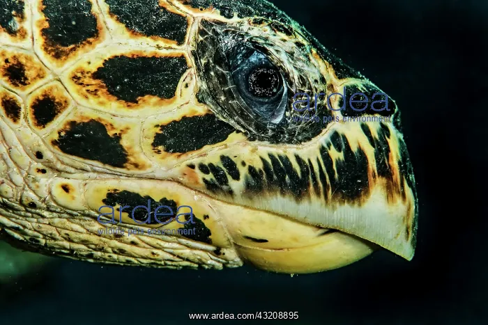 : Hawksbill Sea Turtle (Eretmochelys imbricata), Indian : Hawksbill Sea Turtle (Eretmochelys imbricata), Indian