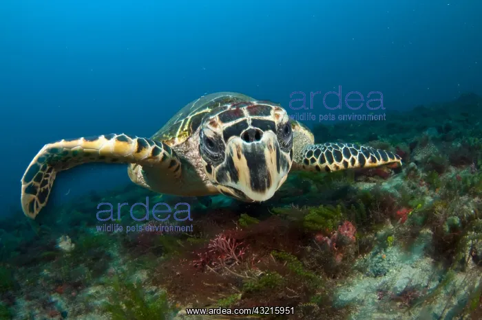 : Hawksbill Sea Turtle (Eretmochelys imbricata) in : Hawksbill Sea Turtle (Eretmochelys imbricata) in