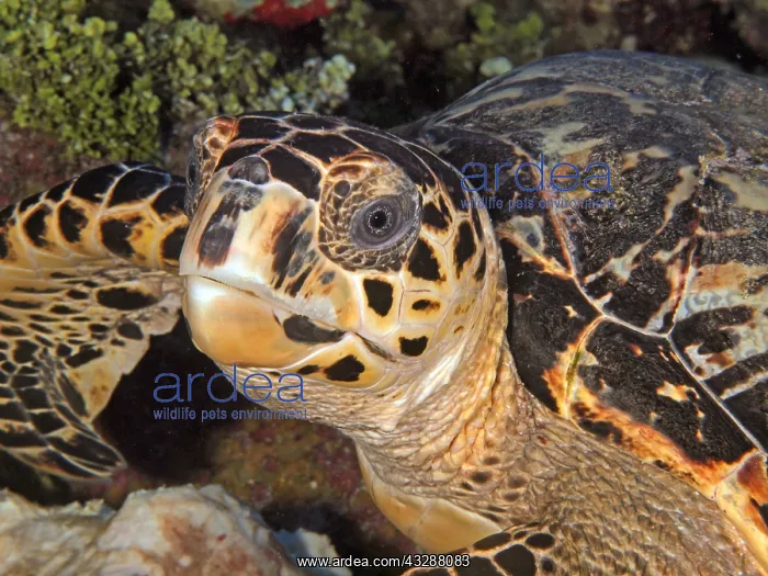 : A Hawksbill Sea Turtle, Eretmochelys imbricata : A Hawksbill Sea Turtle, Eretmochelys imbricata