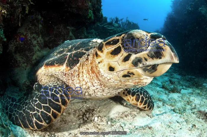 : Hawksbill sea turtle (Eretmochelys imbricata), gardens : Hawksbill sea turtle (Eretmochelys imbricata), gardens