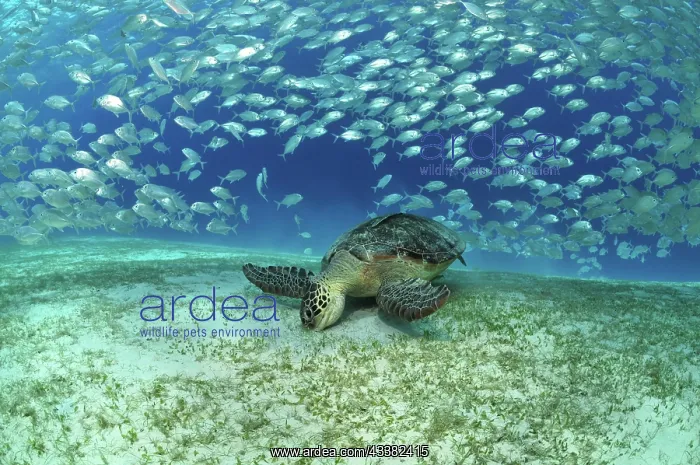 : Hawksbill sea turtle (Eretmochelys imbricata) and : Hawksbill sea turtle (Eretmochelys imbricata) and