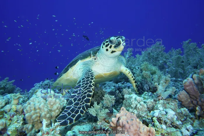: Hawksbill sea turtle (Eretmochelys imbricata) : Hawksbill sea turtle (Eretmochelys imbricata)