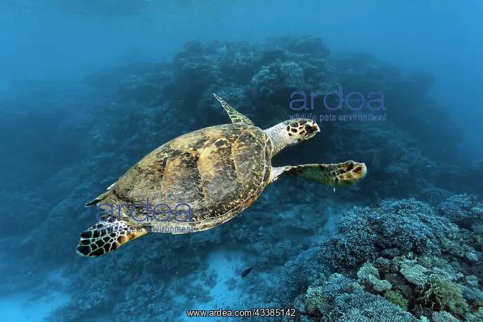 : Hawksbill sea turtle (Eretmochelys imbricata), swimming : Hawksbill sea turtle (Eretmochelys imbricata), swimming