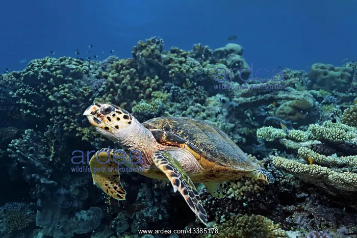 : Hawksbill sea turtle (Eretmochelys imbricata), swimming : Hawksbill sea turtle (Eretmochelys imbricata), swimming