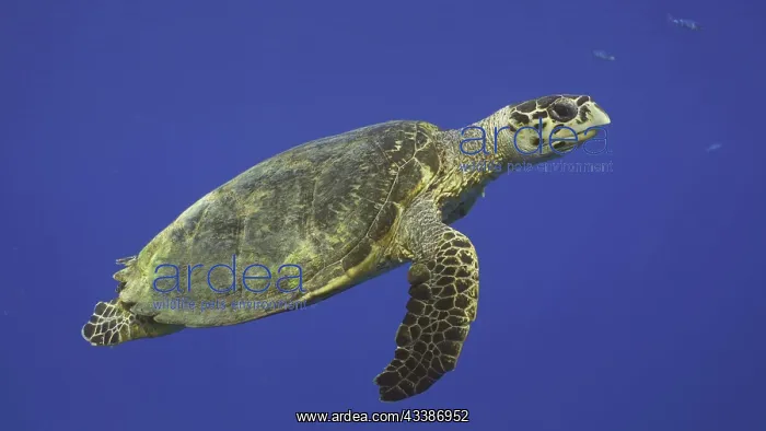 : Hawksbill Sea Turtle (Eretmochelys imbricata) or : Hawksbill Sea Turtle (Eretmochelys imbricata) or