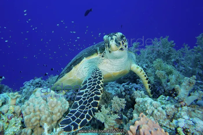 : Hawksbill sea turtle (Eretmochelys imbricata) looking : Hawksbill sea turtle (Eretmochelys imbricata) looking