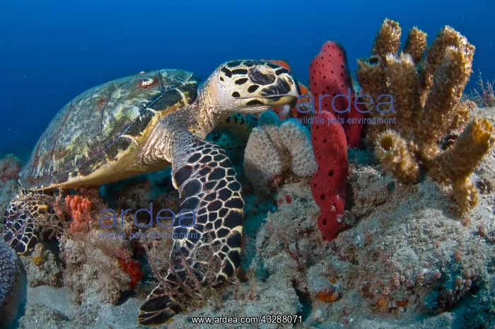 : Hawksbill Sea Turtle (Eretmochelys imbricata) photographed : Hawksbill Sea Turtle (Eretmochelys imbricata) photographed