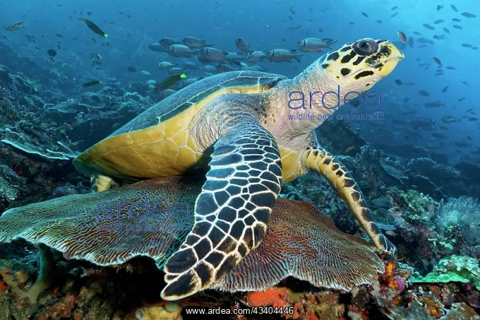 : Hawksbill sea turtle (Eretmochelys imbricata) resting : Hawksbill sea turtle (Eretmochelys imbricata) resting