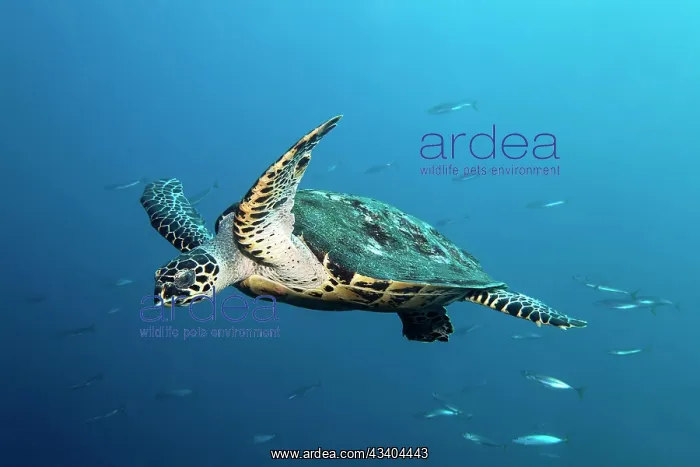: Hawksbill sea turtle (Eretmochelys imbricata) swimming : Hawksbill sea turtle (Eretmochelys imbricata) swimming