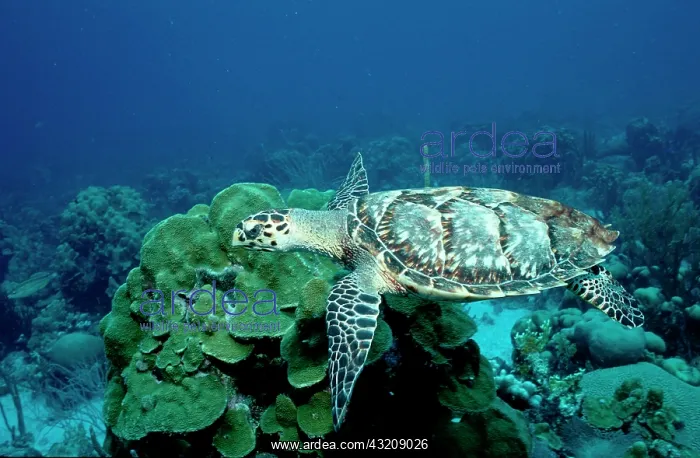 : Hawksbill Turle (Eretmochelys imbricata) and Coral : Hawksbill Turle (Eretmochelys imbricata) and Coral