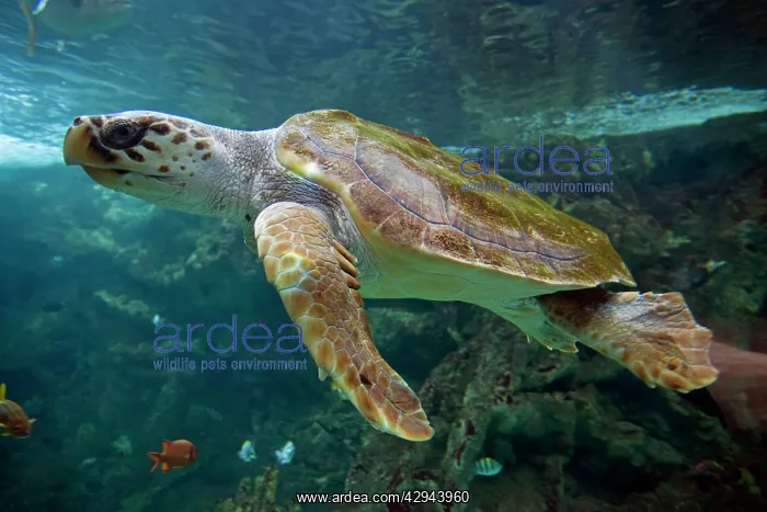 : Hawksbill turtle : Hawksbill turtle