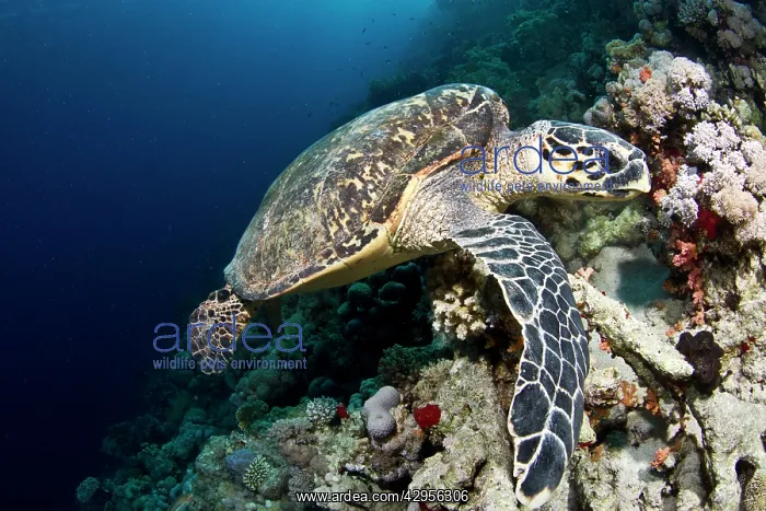 : Hawksbill Turtle : Hawksbill Turtle