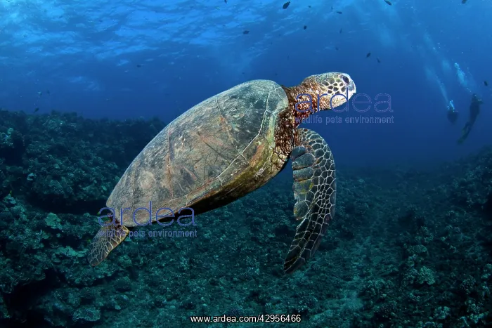 : Hawksbill Turtle : Hawksbill Turtle