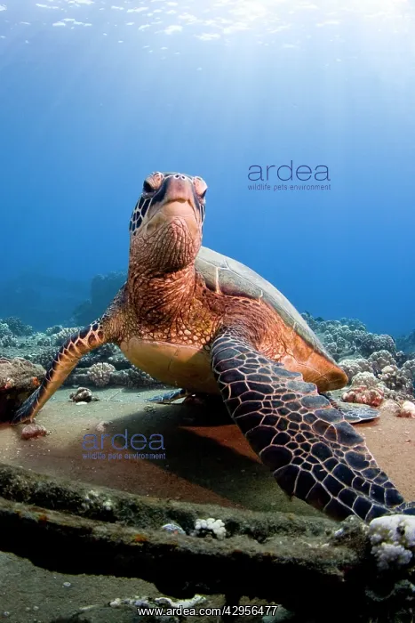 : Hawksbill Turtle : Hawksbill Turtle