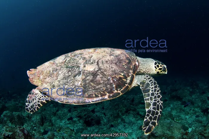 : Hawksbill Turtle : Hawksbill Turtle