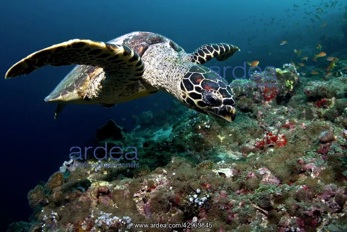 : Hawksbill Turtle : Hawksbill Turtle