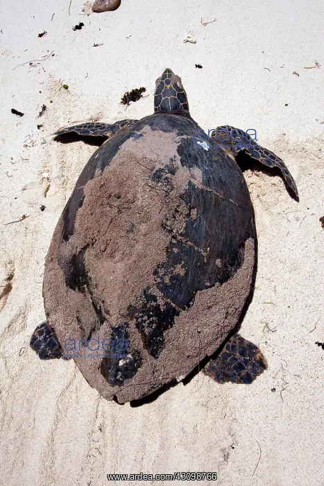 : Hawksbill Turtle : Hawksbill Turtle