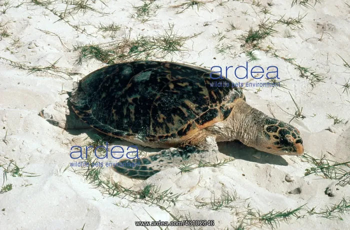 : Hawksbill Turtle : Hawksbill Turtle