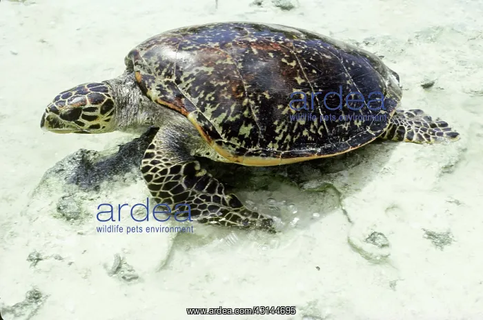 : Hawksbill Turtle : Hawksbill Turtle
