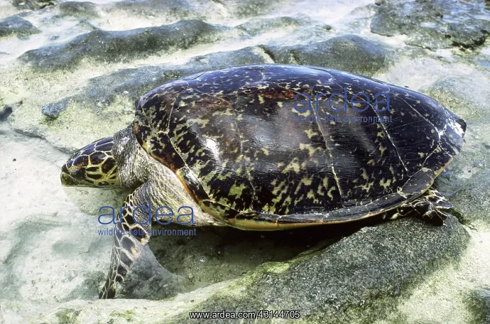 : Hawksbill Turtle : Hawksbill Turtle