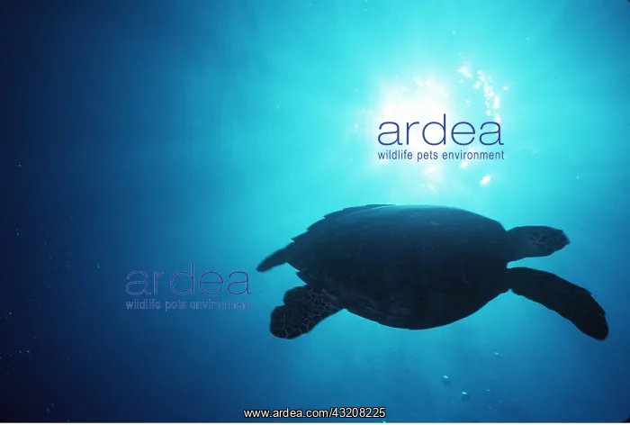 : HAWKSBILL TURTLE : HAWKSBILL TURTLE